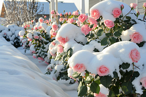 Подготовка роз к зиме перед укрытием