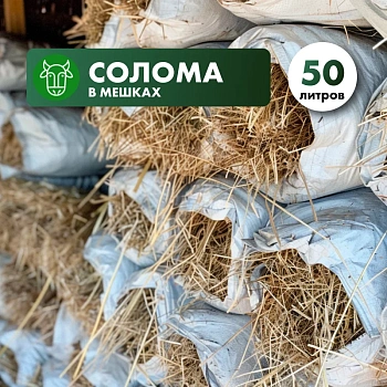 Солома (2025 г.)