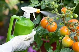 Чем отличается сено от соломы: характеристики и способы применения